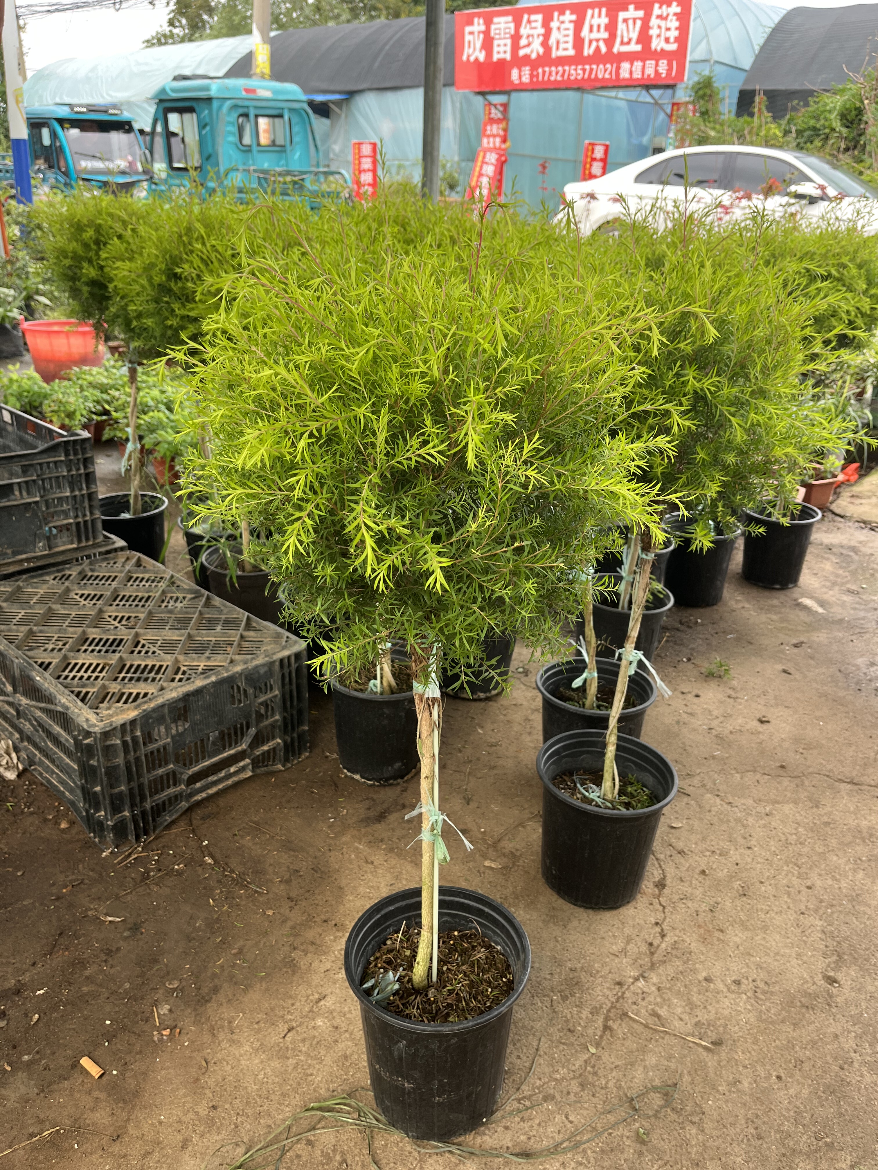 黄金香柳蛋糕烘焙装饰黄金柳芽盆栽新鲜耐热庭院花镜植物棒棒糖型