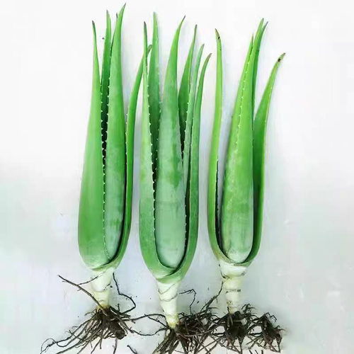 美容院专用库拉索芦荟苗盆栽多肉植物美容灌肤补水食用室内外绿植