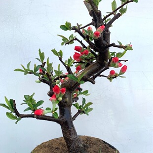 盆栽花卉庭院植物木瓜海棠花苗大红花海棠贴梗海棠花苗铁杆海棠苗