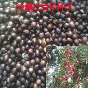 红豆杉种子南方红豆杉陈种子沙藏紫杉名贵树种子红豆杉新种籽