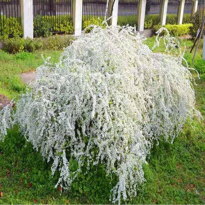 雪柳树苗喷雪花珍珠梅绣线菊雪梅叶鲜枝条盆栽花卉室内庭院带花苞