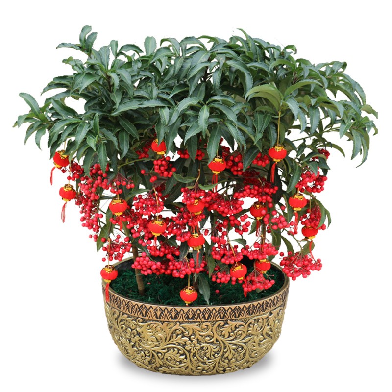 富贵子盆栽带果好养黄金万两室内盆栽金玉满堂富贵籽盆景耐寒花卉