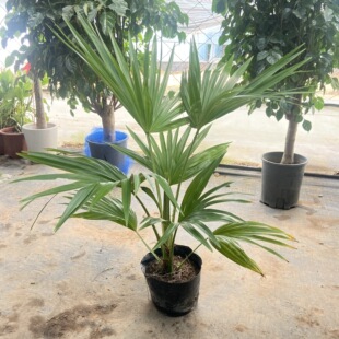 大叶蒲葵盆栽棕榈绿植走廊庭院美化盆景植物净化空气好养易活绿化