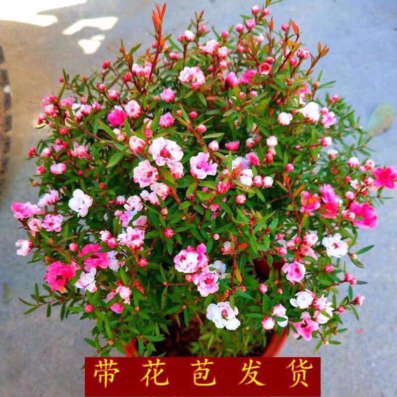 10松红梅木本花卉澳洲一树多色图片