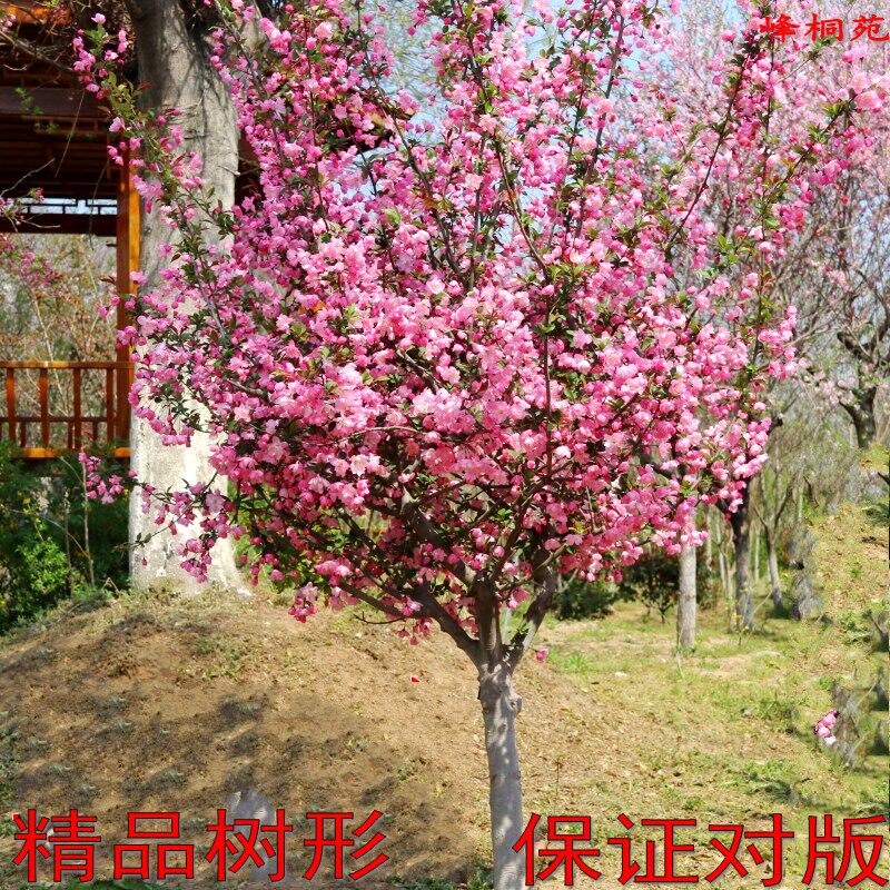 海棠垂丝西府树苗精品庭院别墅造景大花重瓣四季可种植耐寒盆地载