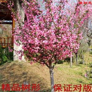 海棠垂丝西府树苗精品庭院别墅造景大花重瓣四季可种植耐寒盆地载