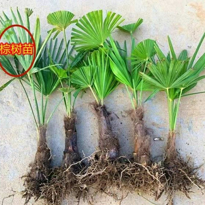 棕榈树苗棕树苗棕榈苗扇子树苗四季常青绿化苗木庭院植物盆栽花卉