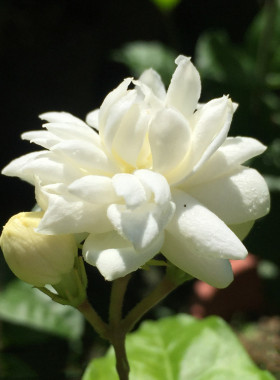 10大花型重瓣大花型重瓣菊