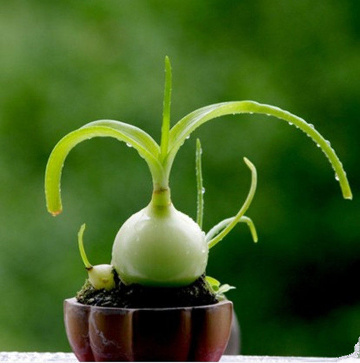 虎眼万年青盆栽种球杜宾虎植物寒山奇旱三七海葱四季盆栽种球花卉