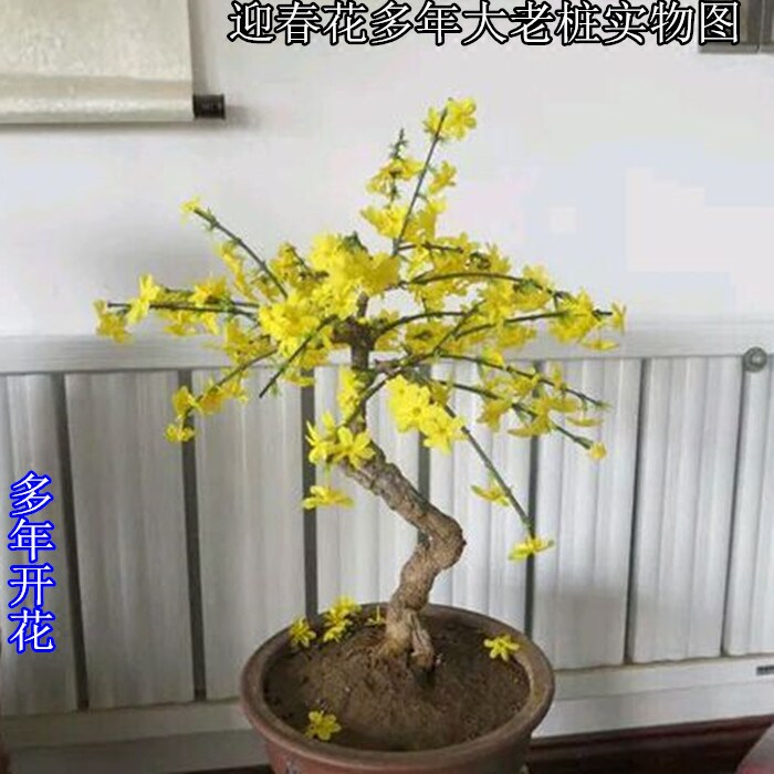 迎春花造型盆景 花卉盆栽 老根迎春微型盆栽虎蹄迎春盆栽花苞多多