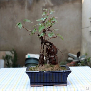 何首乌盆栽何首乌苗微型盆景苗室内盆栽种植可食何首乌苗造型盆景