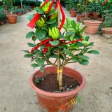 Bergame Searslings Ported Bergamot Orange Rands крупных фруктовых волос крытый фруктовый растение цветы горшки для горшка из горшка из горшка