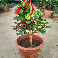 Bergame Searslings Ported Bergamot Orange Rands крупных фруктовых волос крытый фруктовый растение цветы горшки для горшка из горшка из горшка