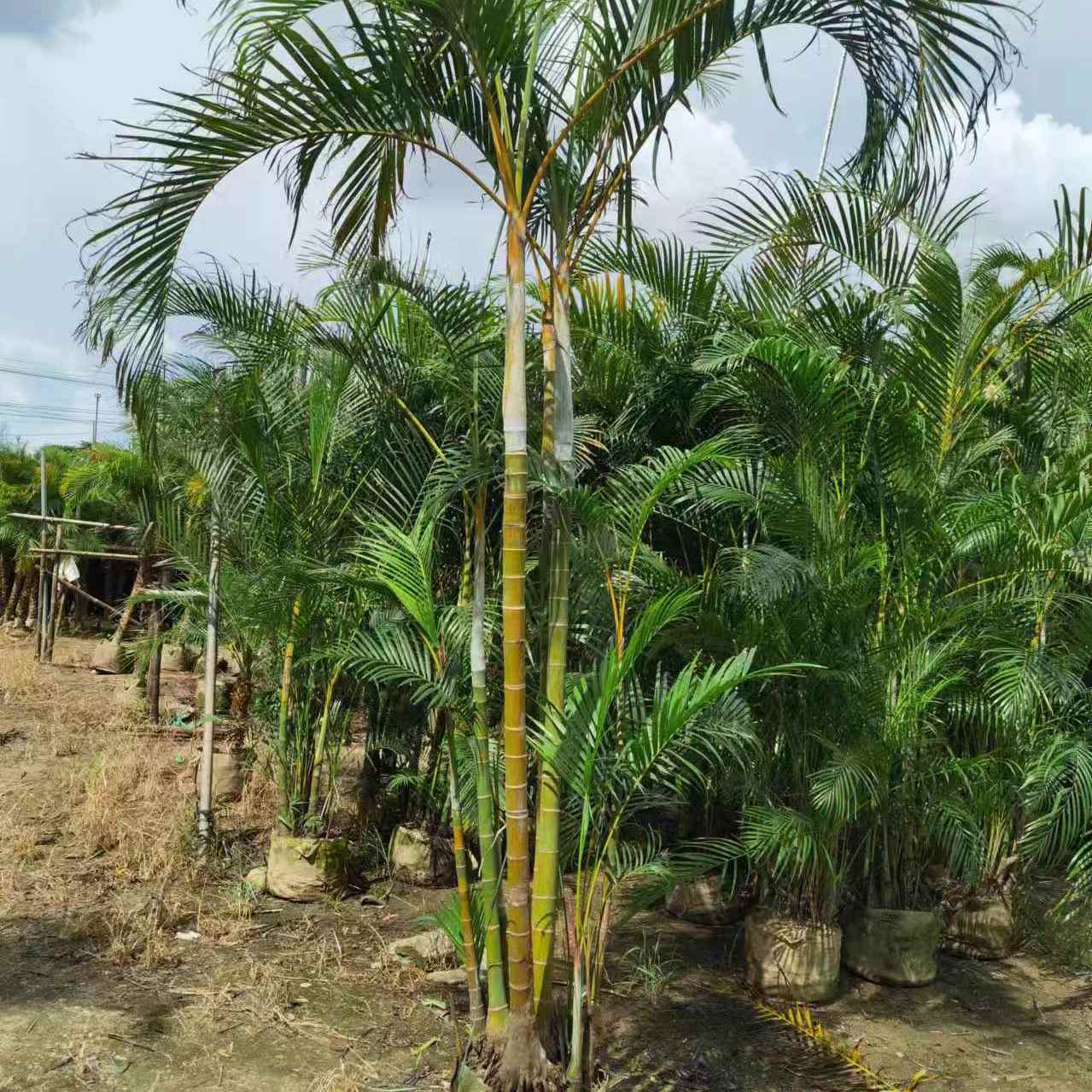 大型绿植直播间一物一拍散尾葵盆栽丛生观叶植物新手易养庭院绿化,鲜花速递/花卉仿真/绿植园艺,大型绿植/成品组合盆栽,淘宝优惠券,粉丝福利购,淘宝优惠卷
