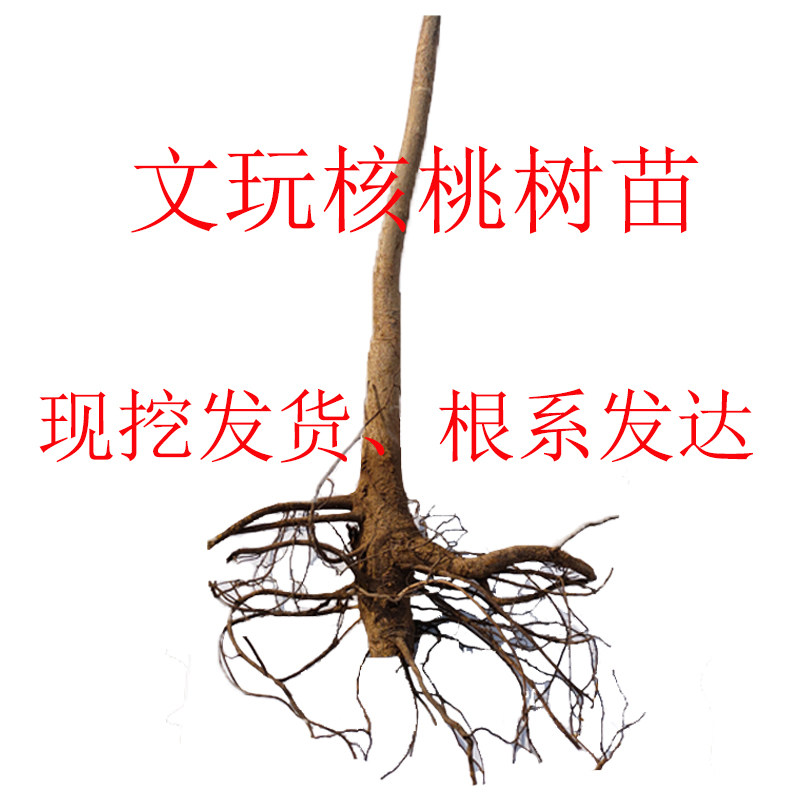 文玩核桃树苗狮子头小众品种把玩龙门涧嫁接苗南瓜墩树苗当年挂果