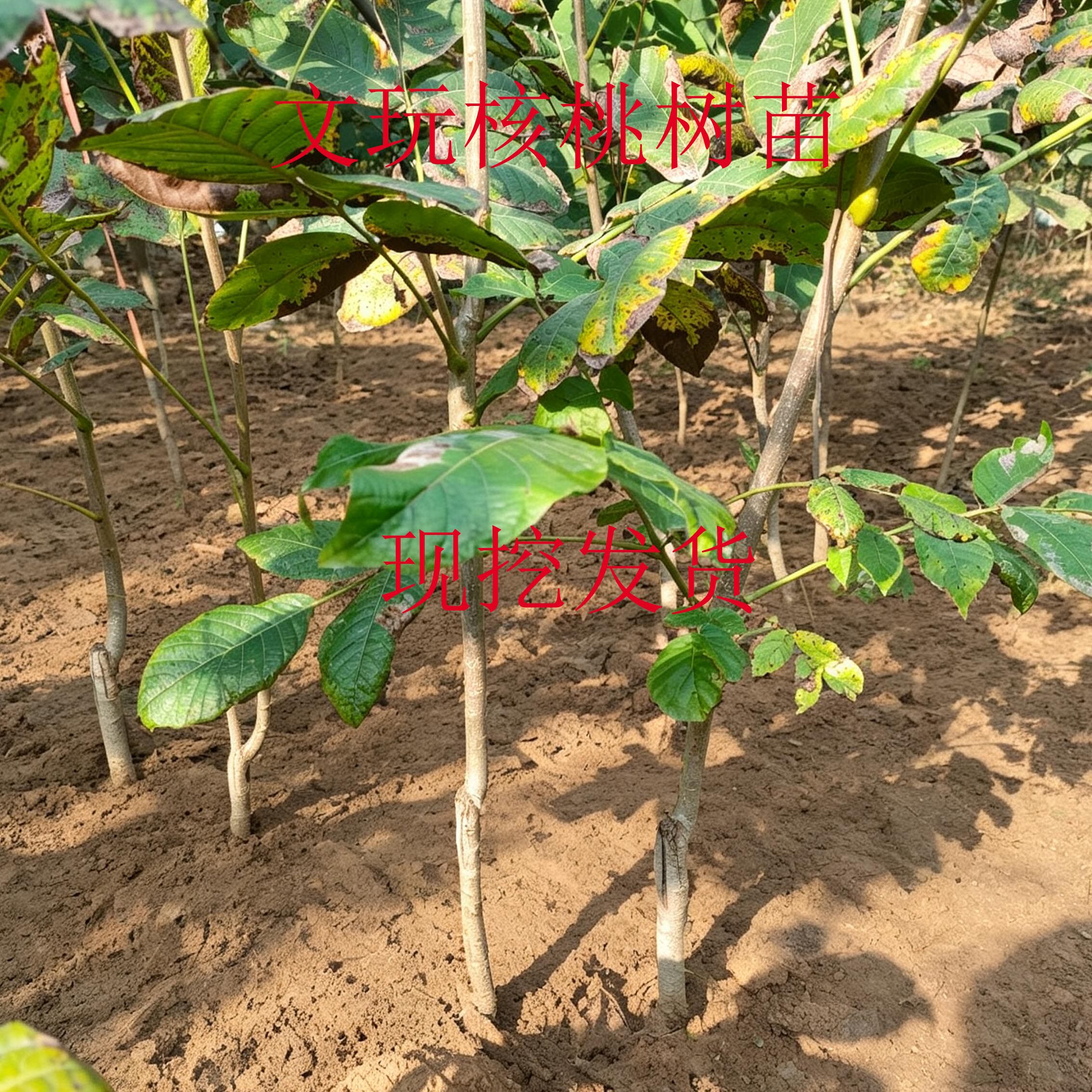 宝芝轩文玩核桃树苗现挖根系发达图片