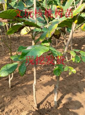 宝芝轩文玩核桃树苗现挖根系发达