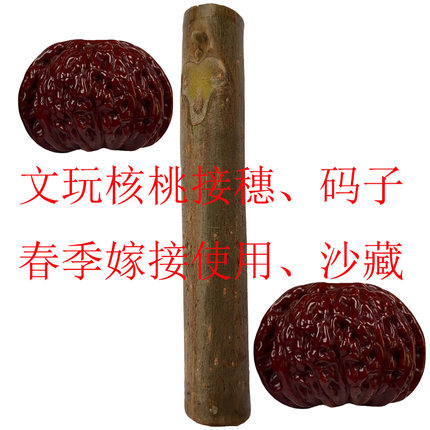文玩核桃麻核桃接穗蛤蟆头狮子头春季嫁接使用闷尖磨盘白狮子码子