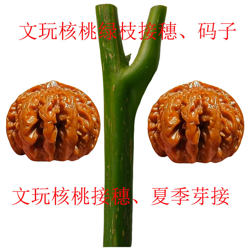 文玩核桃把玩绿枝芽接穗铁锤绣球闷尖嫁接枝芽贴芽热粘皮狮子头