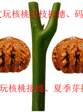 文玩核桃夏季绿枝嫁接芽点饱满