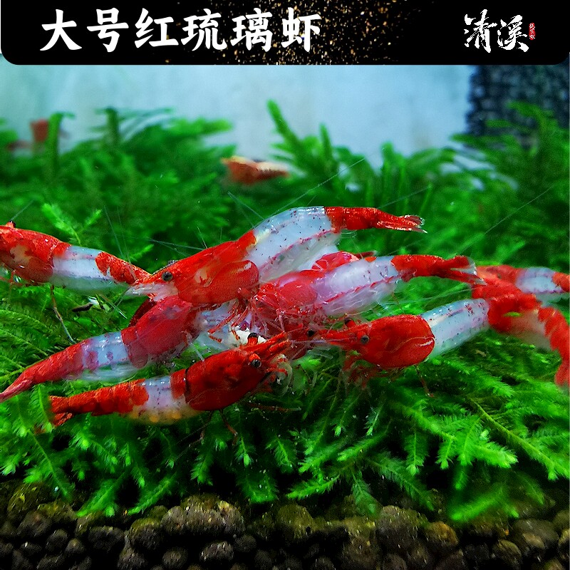 精选大号红琉璃米虾包邮包损