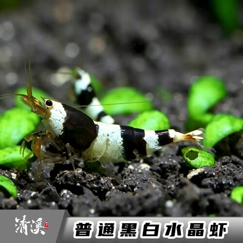 黑白水晶虾运输途中包损