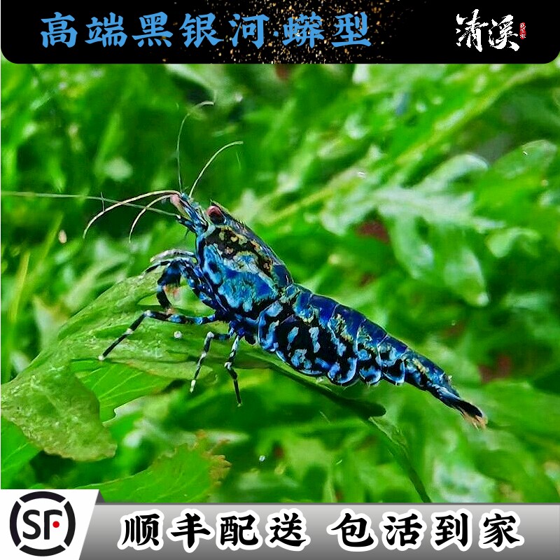 高端黑银蟒纹水晶虾精品观赏冷热带淡水鲜活虾子成年可繁殖