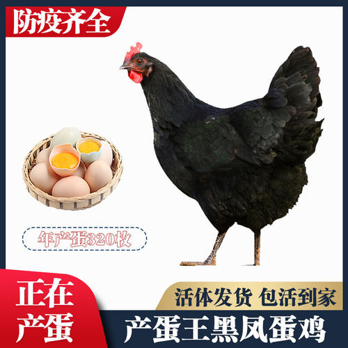 4斤发货黑凤下蛋鸡活鸡包活到家