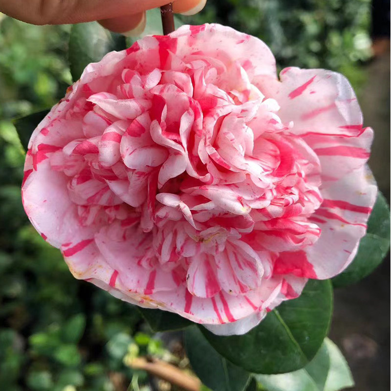 山茶花狂想曲传统老品种茶花稀有名贵复色花庭院室内阳台绿植花卉