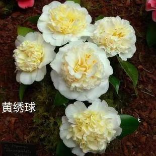 黄绣球稀有品种茶花原生扦插托桂型黄色花耐寒耐热阳台盆栽树苗