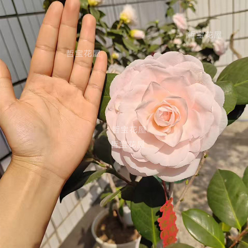爱斯裘比莉茶花粉白色稀有名贵品种龙岩永福发货室内外好养绿植苗