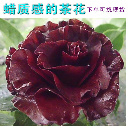 山茶花苗带花苞黑魔法室内盆栽蜡质感花黑红色茶花耐寒阳台庭院花