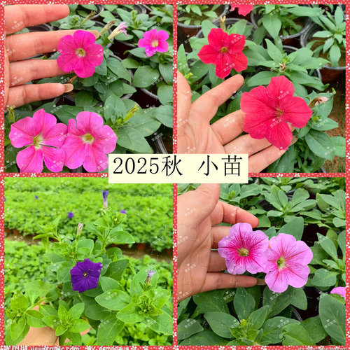 清库存 无售后 直立矮牵牛大花型带花苞庭院阳台物业花坛单瓣牵牛