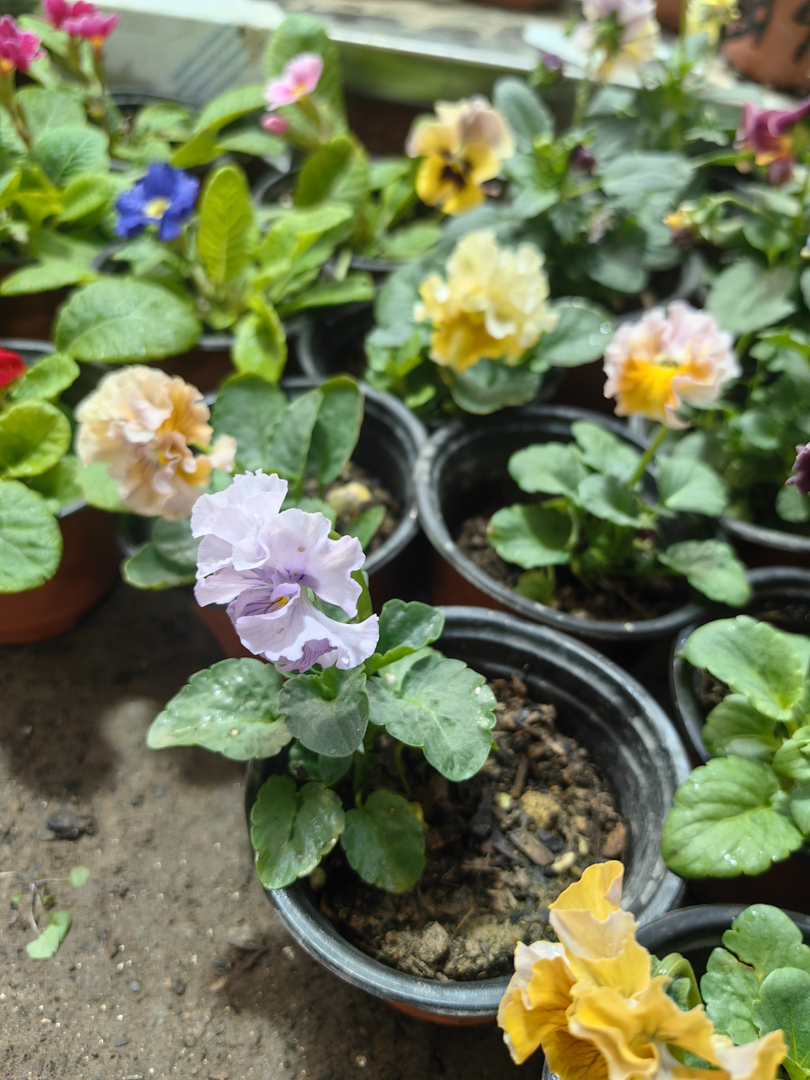 皱边角堇三色堇盆栽一物一拍带花带花苞基地批发耐寒植物花卉