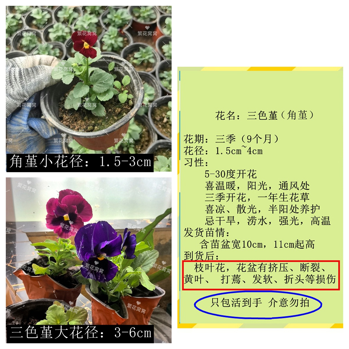进口勤花角堇三色堇一物一拍带花带花苞发货基地批发耐寒植物花卉