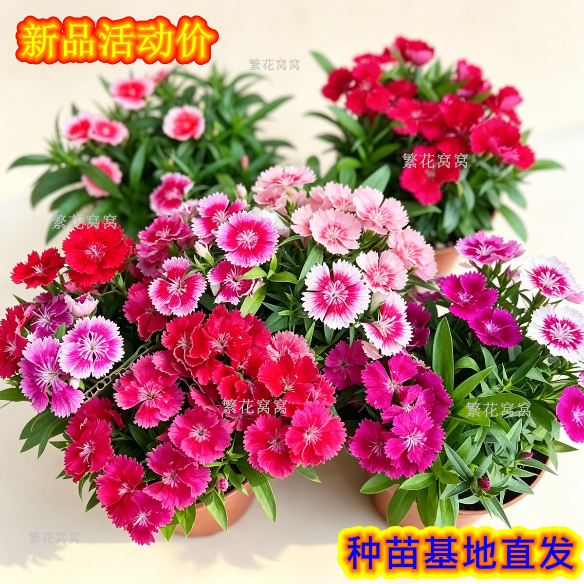 五彩石竹花苗花带花苞四季常绿室外花卉易活耐寒植物庭院花期长
