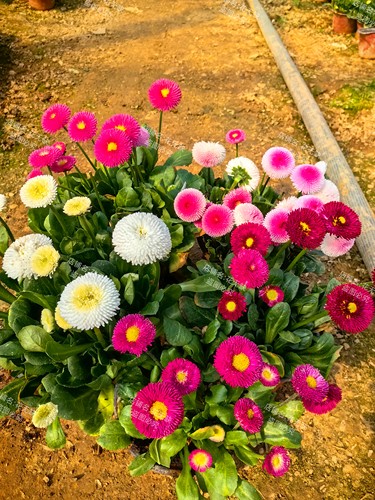 清仓无花苞小雏菊花苗盆栽带花苞易爆盆室内外花卉庭院阳台植物
