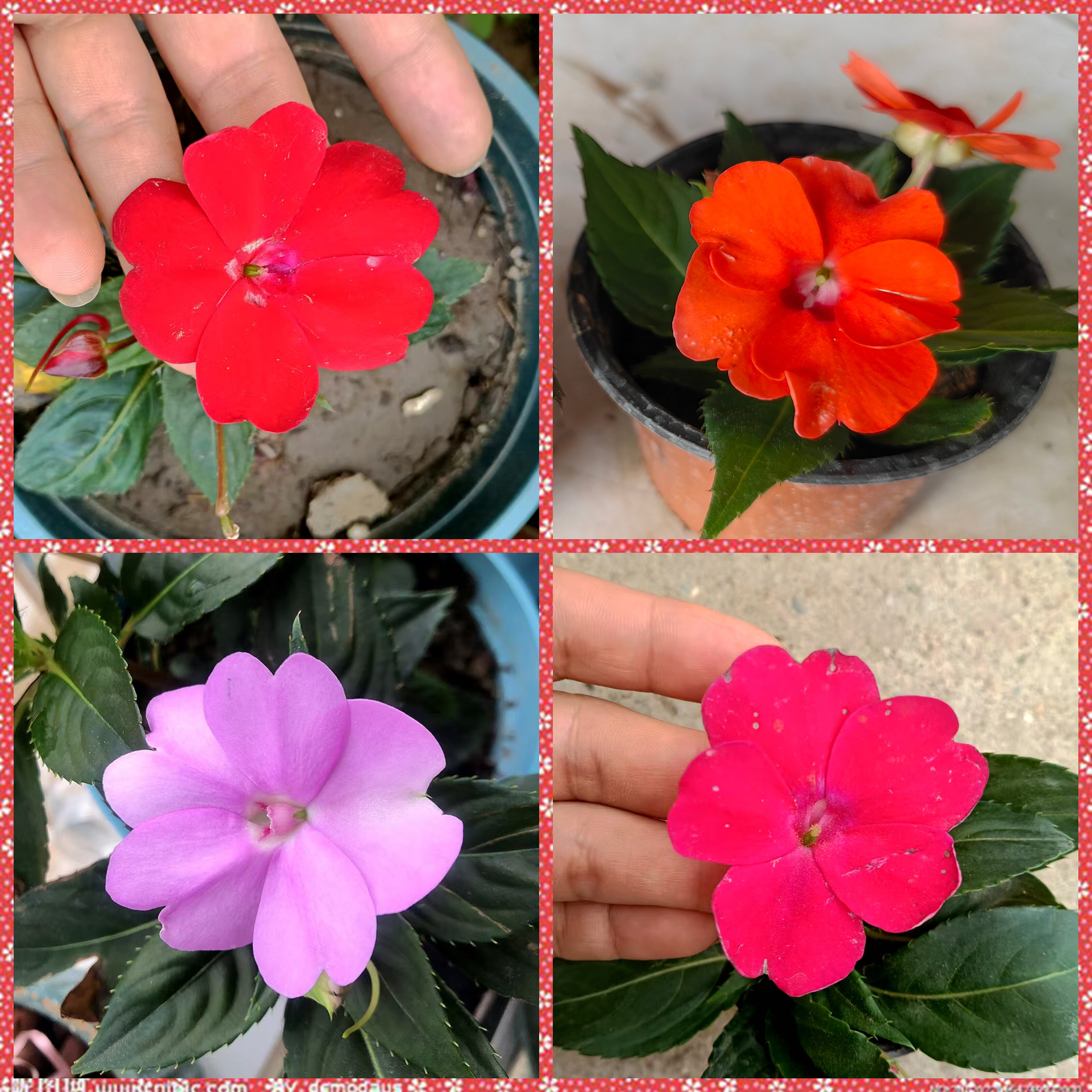 带花苞超级凤仙桑贝斯四季鲜花净化空气·阳台花草·耐热喜光小苗