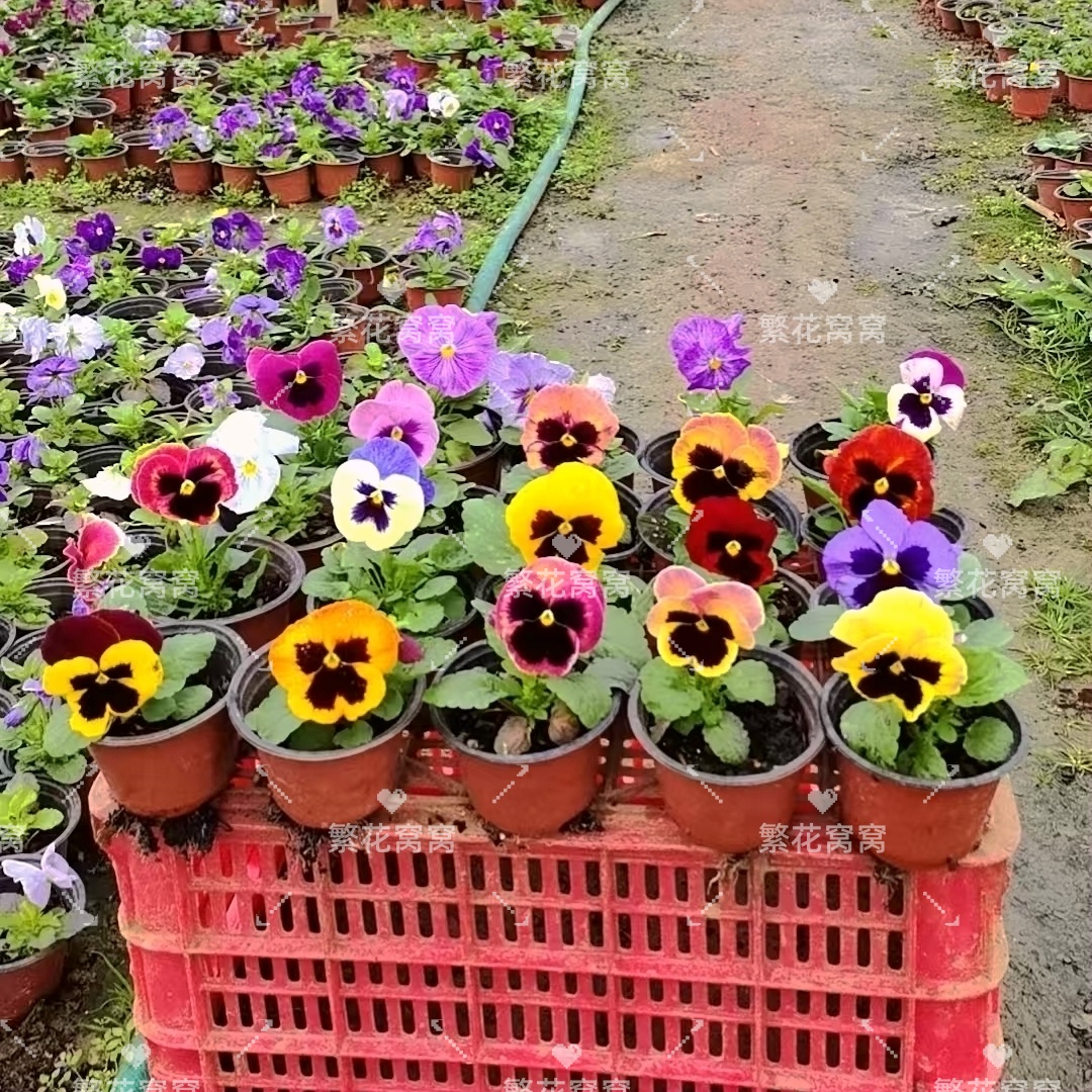 超大花脸猫渐变可挑选三色堇进口大花冷堇盆栽小苗耐寒庭院阳台