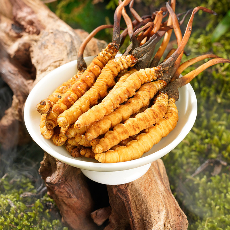 2024年头茬新鲜冬虫夏草 0.6-1.2克/根50根鲜虫草官方旗舰店冷链