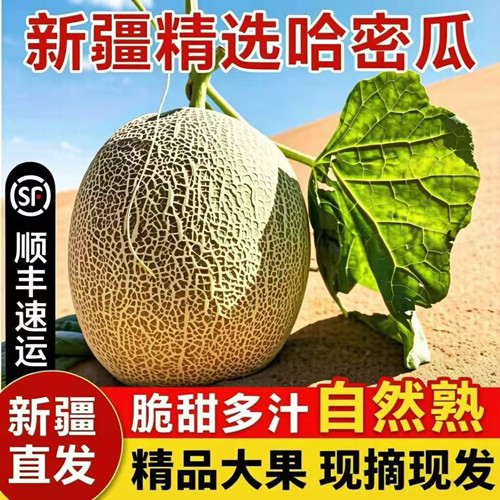 新疆吐鲁番现摘脆甜西州蜜哈密瓜