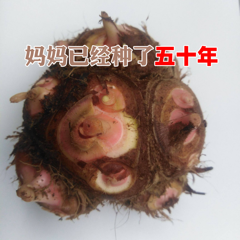 现挖农家自种九爪芋狗蹄芋头新鲜