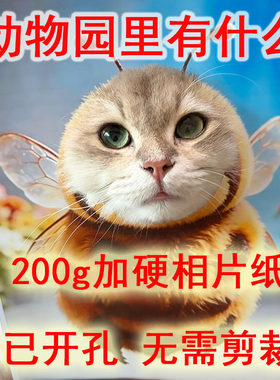 动物园里有什么宠物拍照头套画