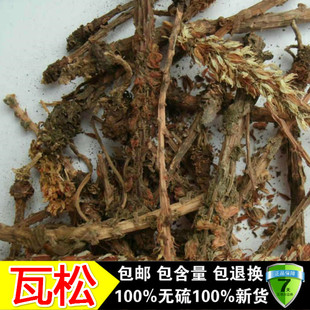新货中药材瓦松 野生 瓦松草 瓦花 向天草 新货天王铁塔草