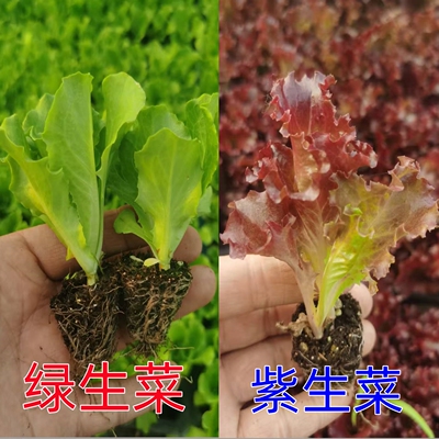 玻璃生菜苗秧苗生吃脆嫩四季阳台盆栽速生罗马奶油生菜高产蔬菜苗