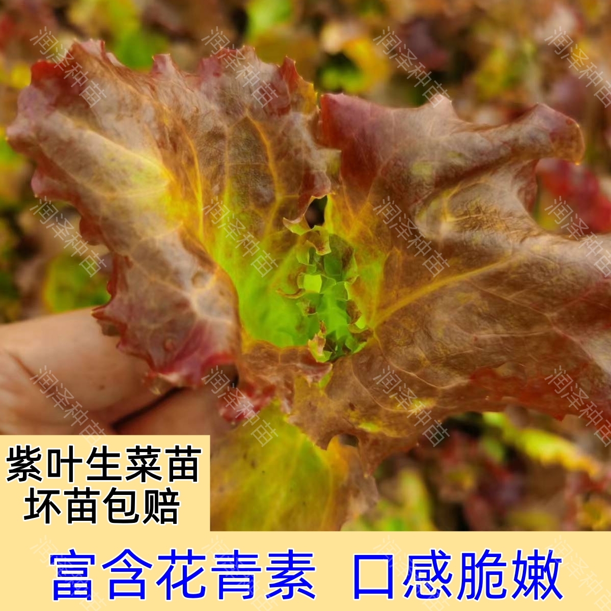 紫叶生菜秧苗种籽四季意大利种子幼苗奶油蔬菜苗阳台庭院四季种植