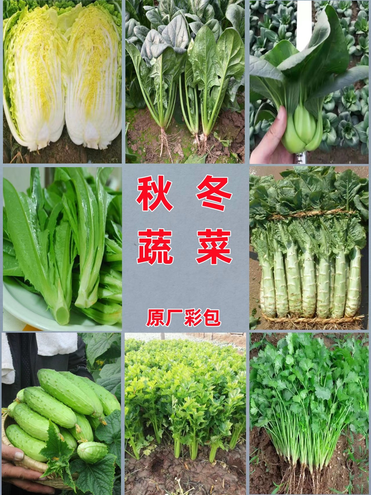 蔬菜种籽大全秋冬阳台盆栽