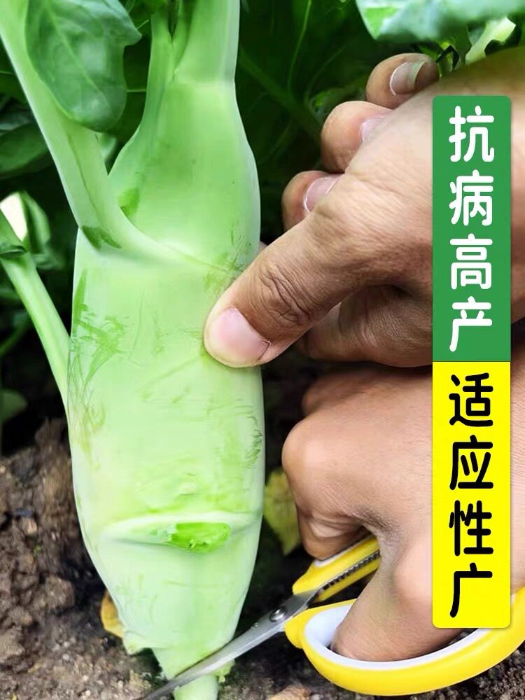 甜脆鸡腿芥蓝秧苗粗条芥兰幼苗四家庭园艺种子