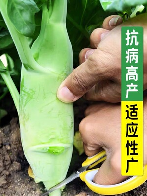 甜脆鸡腿芥蓝秧苗粗条芥兰幼苗四季秋季蔬菜秧苗高产芥蓝菜籽秧苗