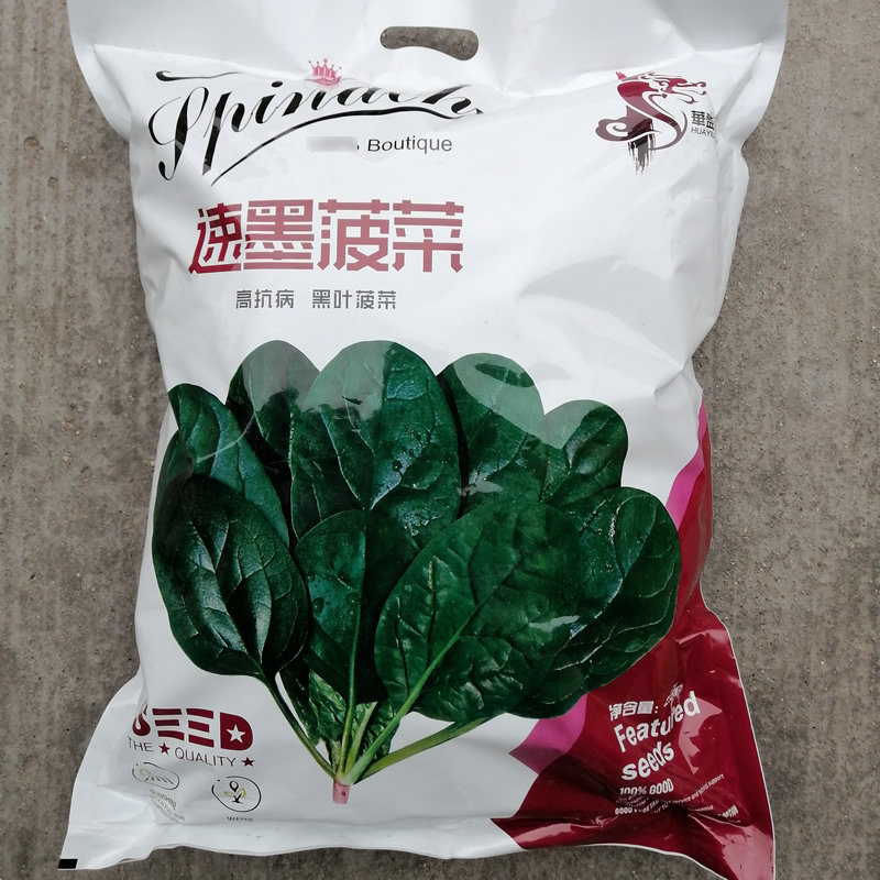 速墨菠菜种子抗病耐寒杂交
